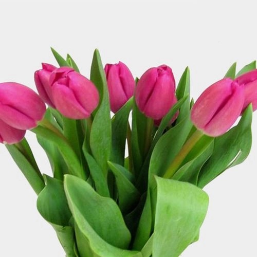 Tulipán Malechas